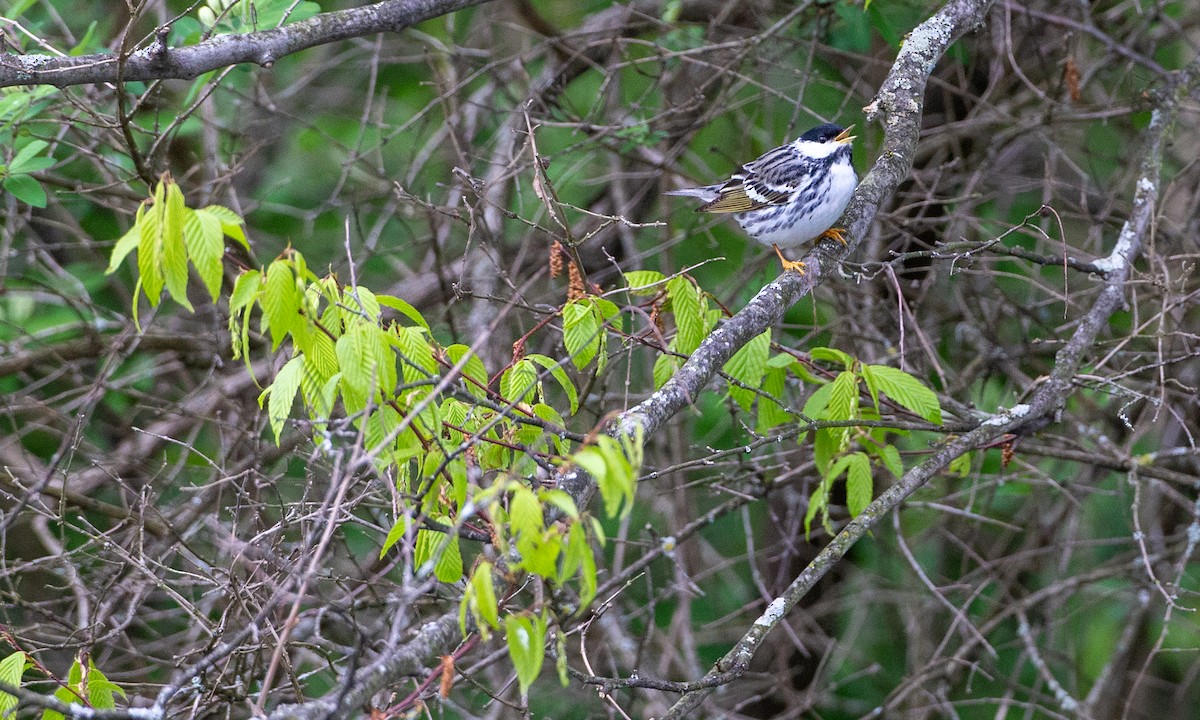 Blackpoll Warbler - Chris Wood