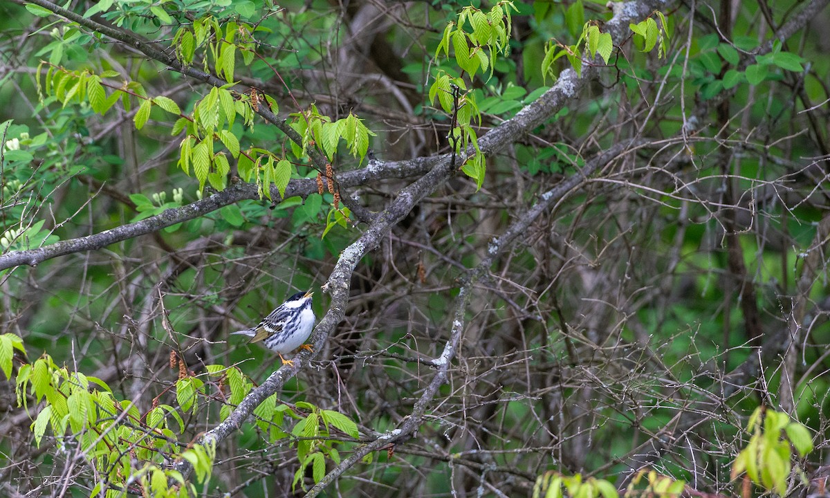 Blackpoll Warbler - Chris Wood