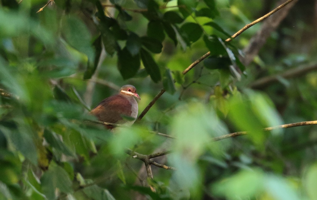 holub hnědočervený (ssp. montana) - ML161855101