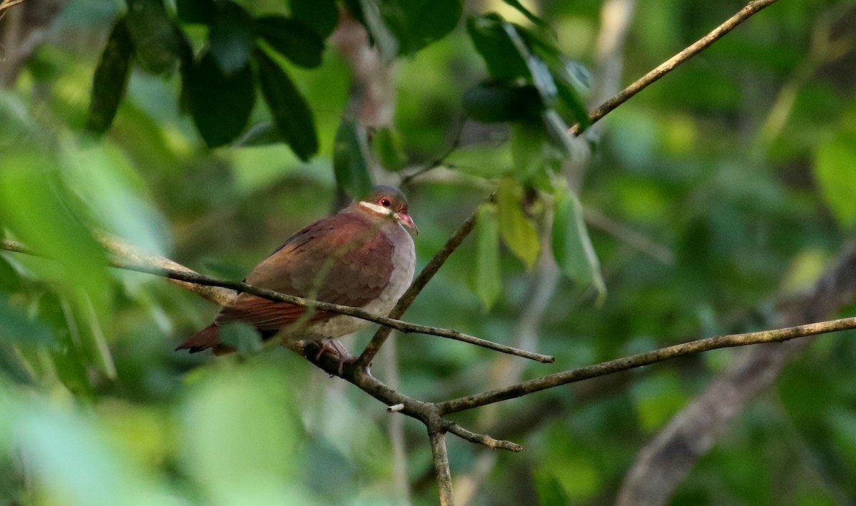 holub hnědočervený (ssp. montana) - ML161855141