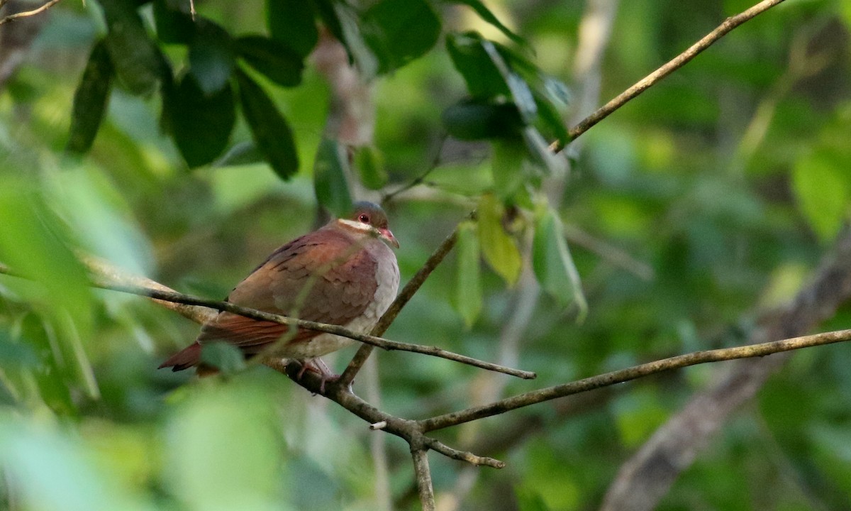 holub hnědočervený (ssp. montana) - ML161855151