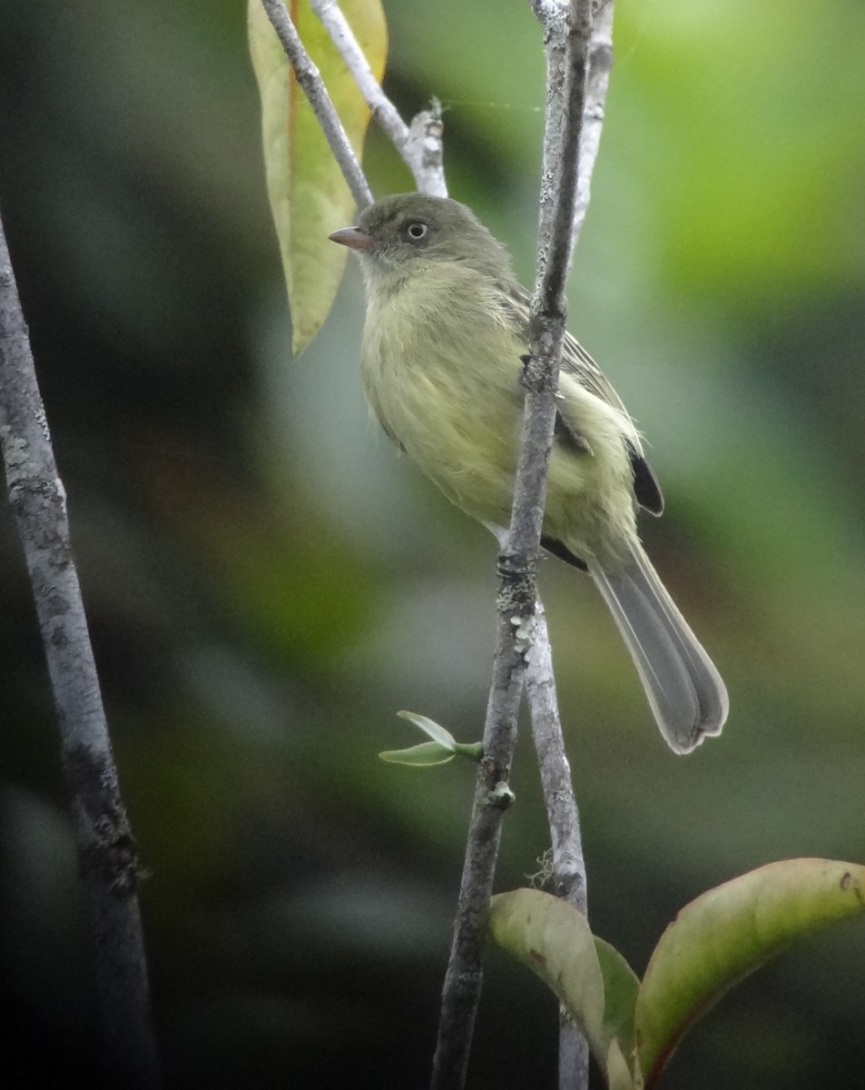 Mishana Tyrannulet - Daniel Lane
