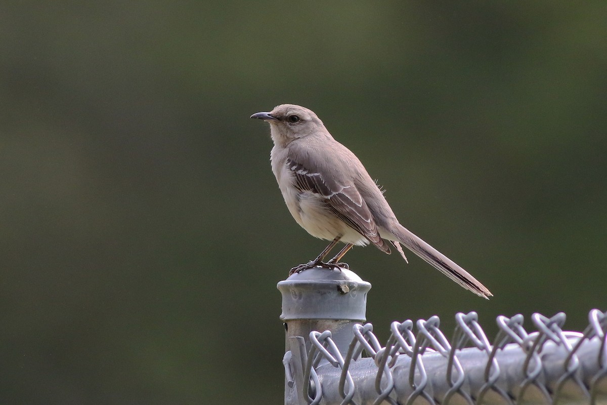 Northern Mockingbird - ML161858501