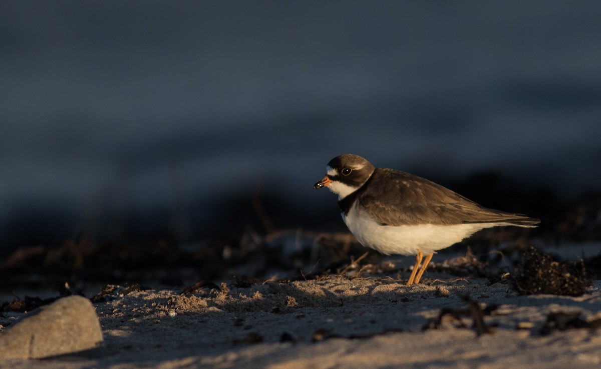 Semipalmated Plover - Steve Vines