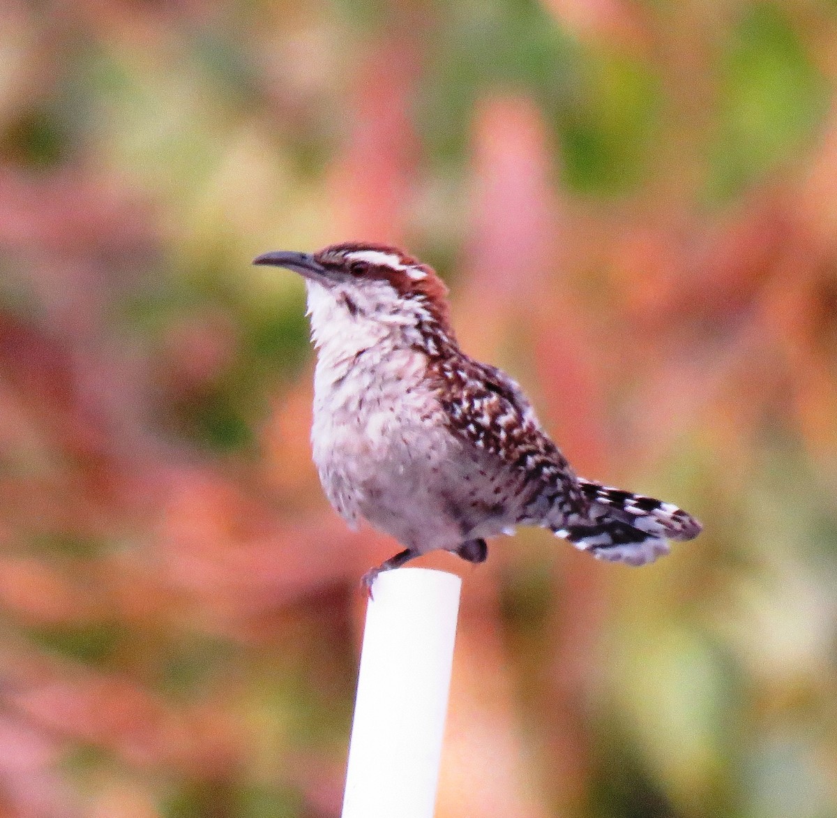 Russet-naped Wren - ML161860671
