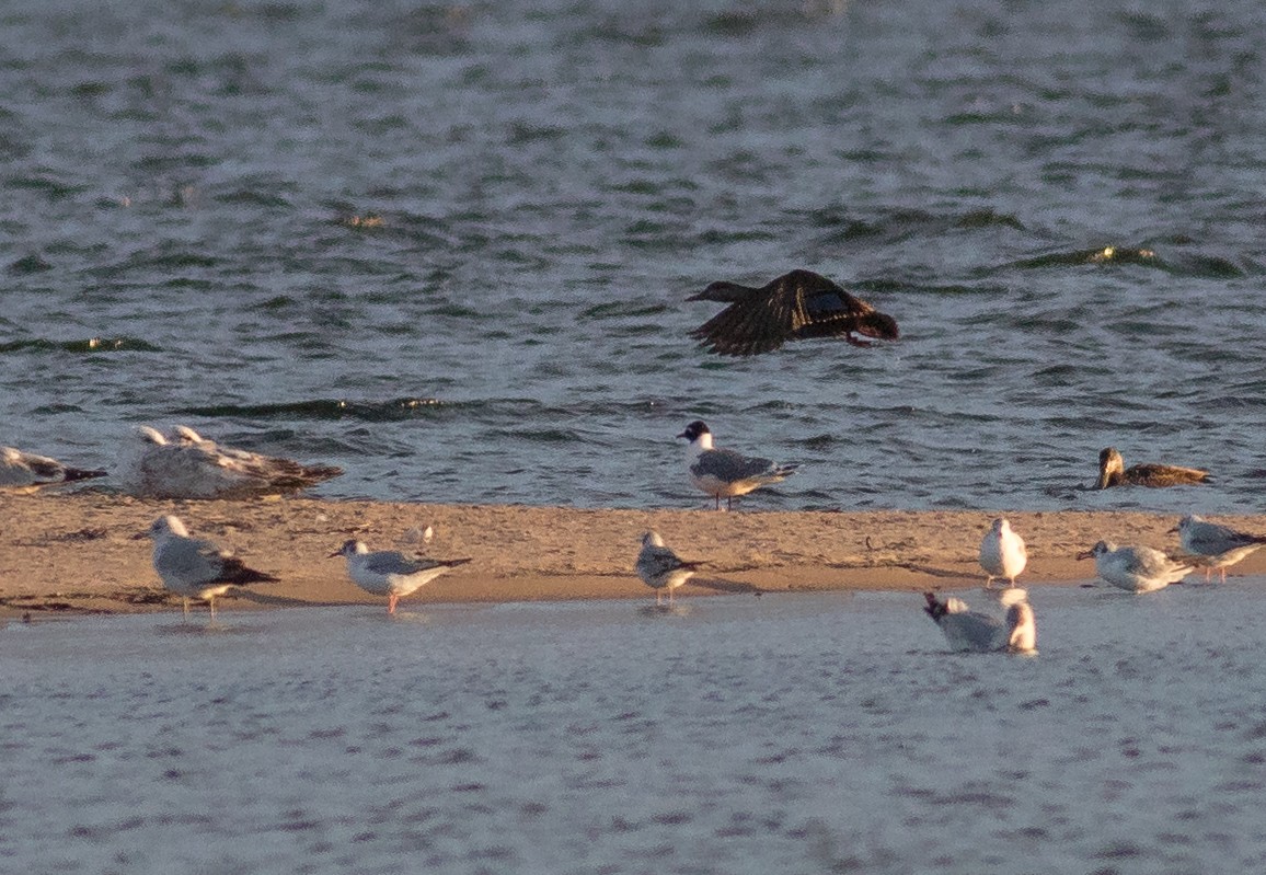 Mouette de Franklin - ML161860961