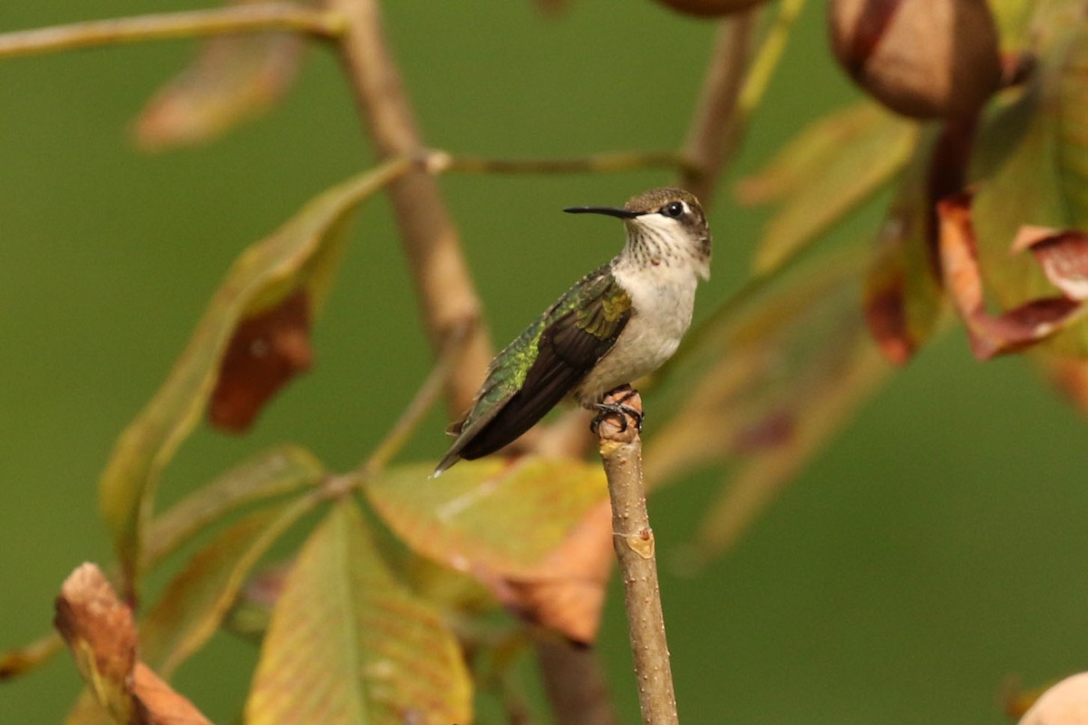 Ruby-throated Hummingbird - Kristy Baker