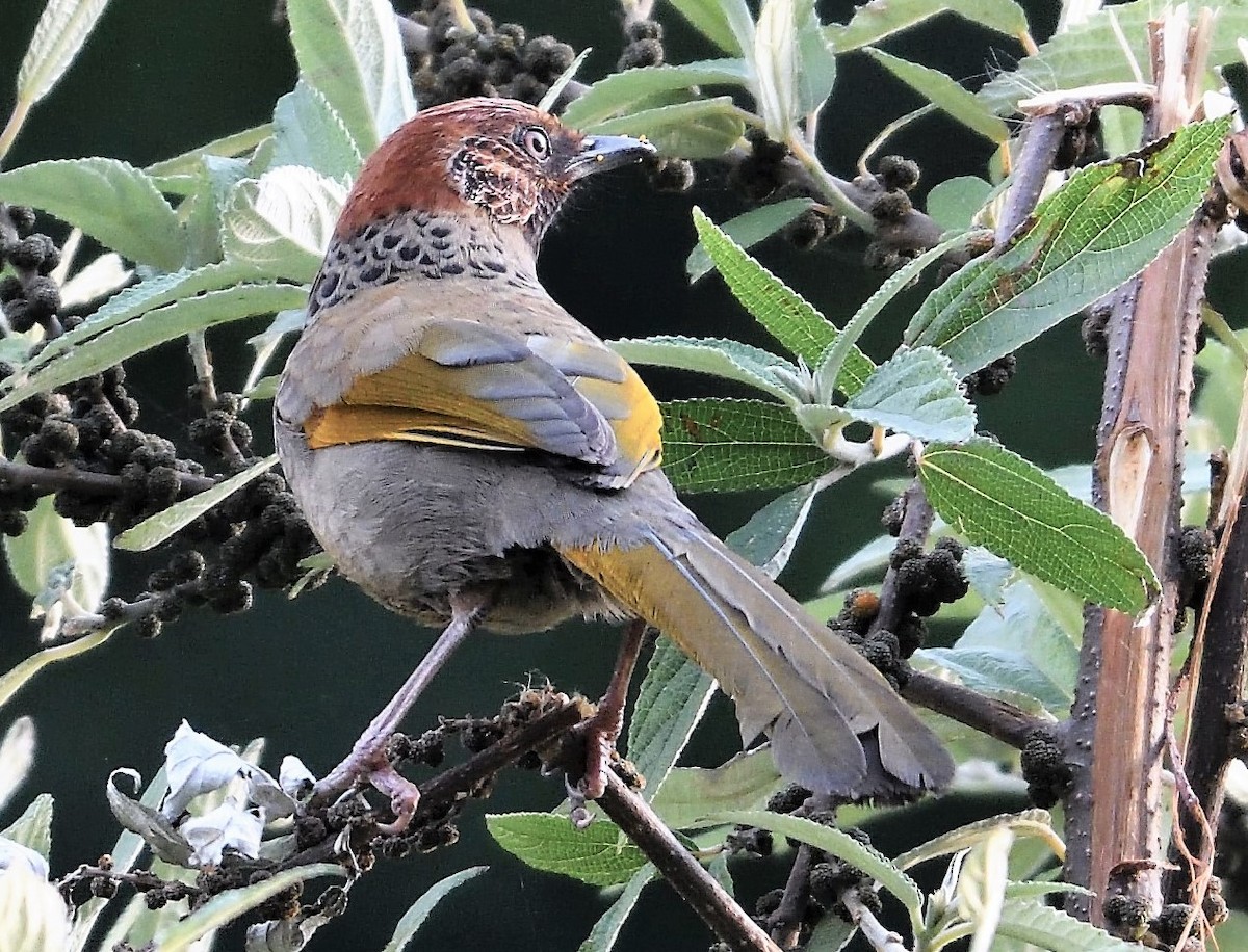 Chestnut-crowned Laughingthrush - ML161865971