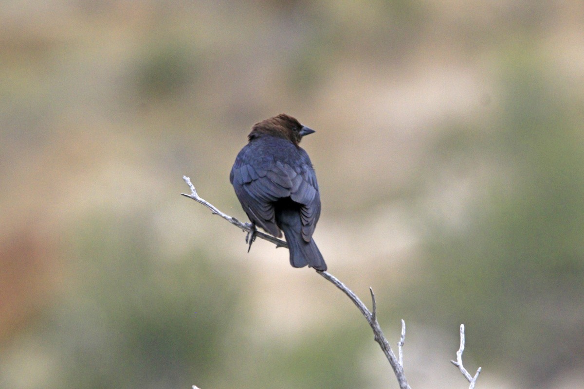 Brown-headed Cowbird - ML161867601