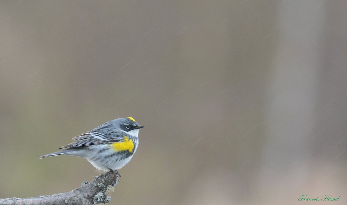 Yellow-rumped Warbler - ML161869411