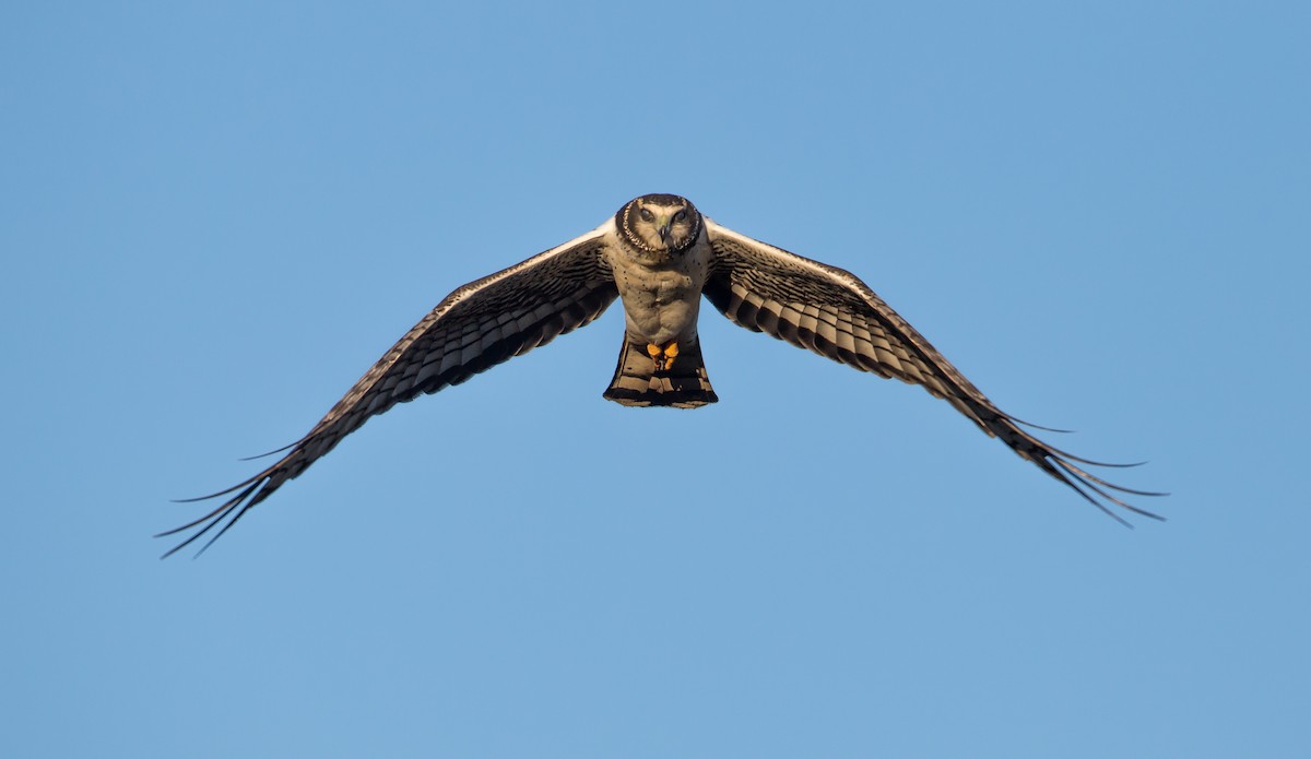 Long-winged Harrier - ML161870301