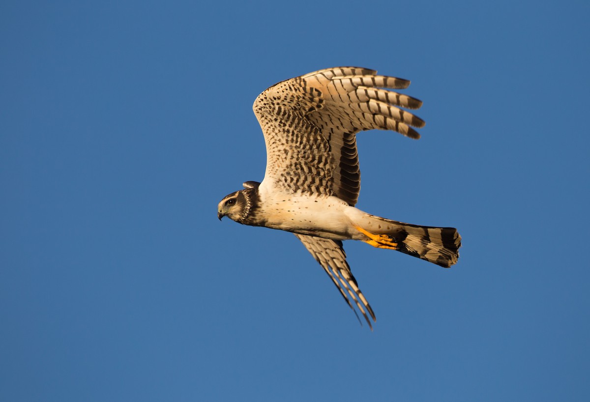 Long-winged Harrier - ML161870331