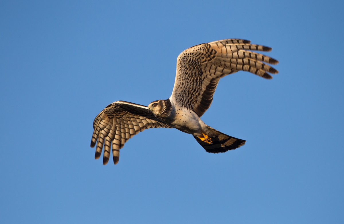 Long-winged Harrier - ML161870341