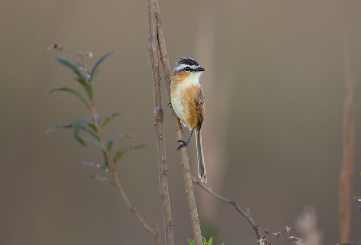 Sharp-tailed Tyrant - ML161870351