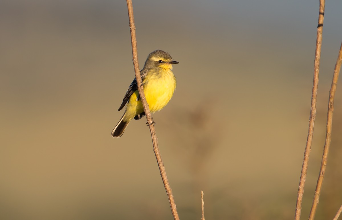 Yellow-browed Tyrant - ML161870381