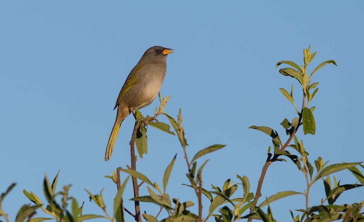 Great Pampa-Finch - ML161870451