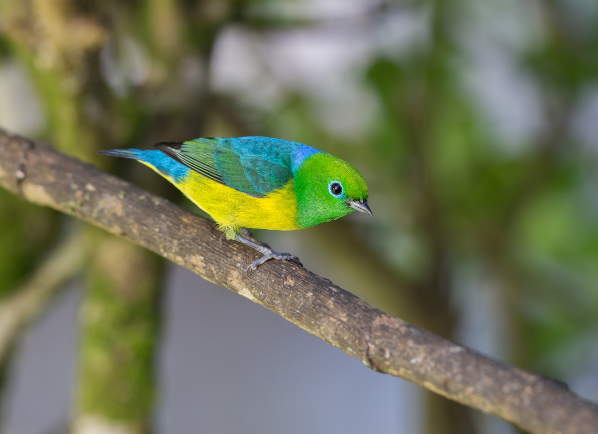 Blue-naped Chlorophonia - ML161870821