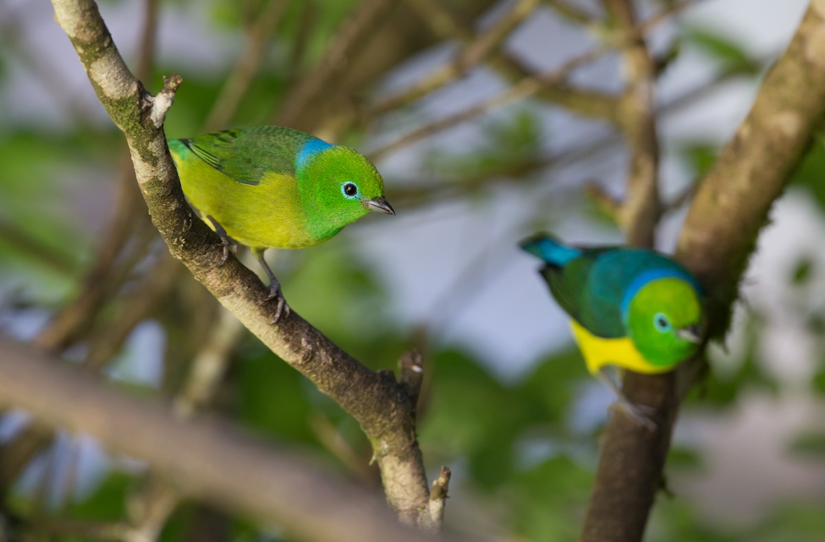 Blue-naped Chlorophonia - ML161870851