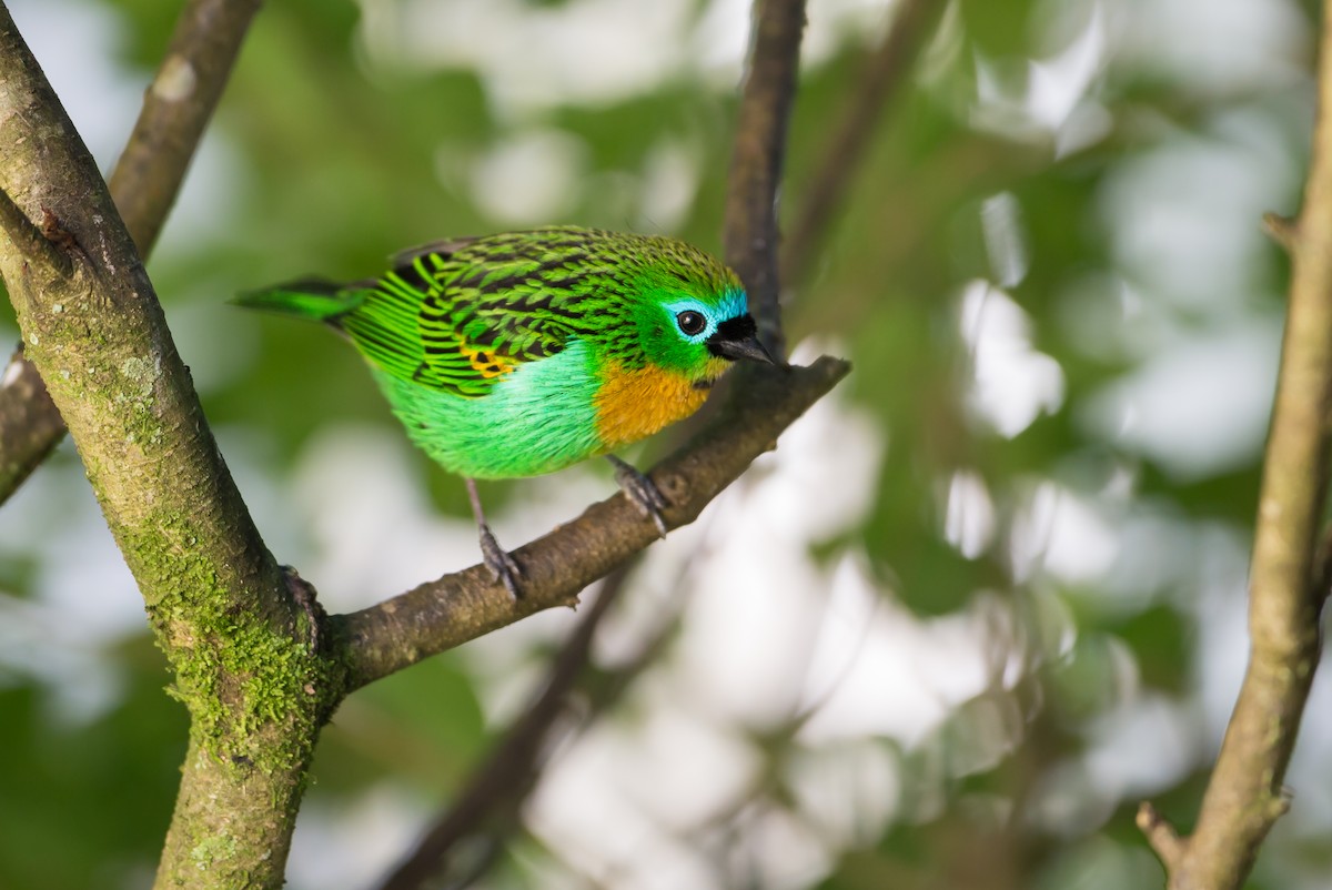 Brassy-breasted Tanager - ML161870901