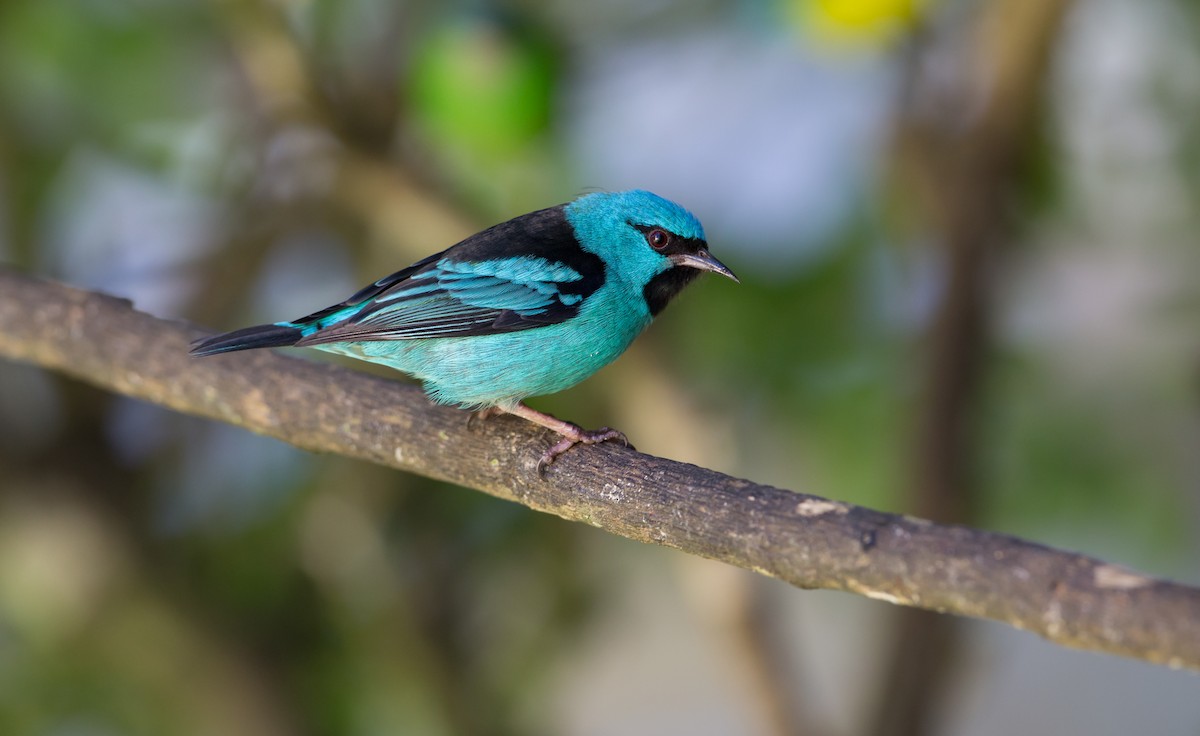 Blue Dacnis - ML161870921