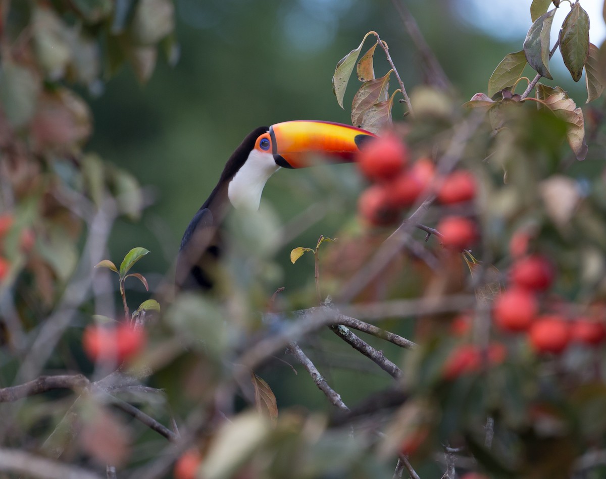 Toco Toucan - ML161871081