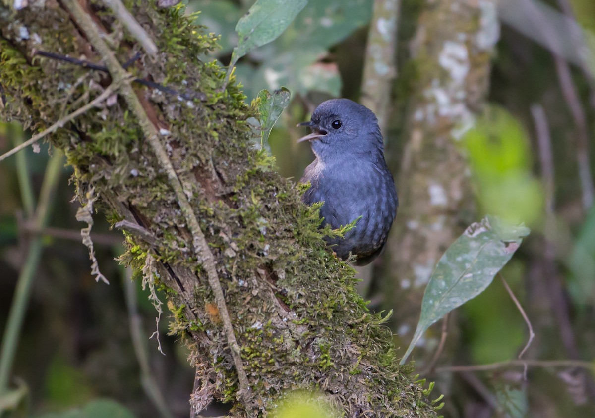 Rock Tapaculo - ML161871201