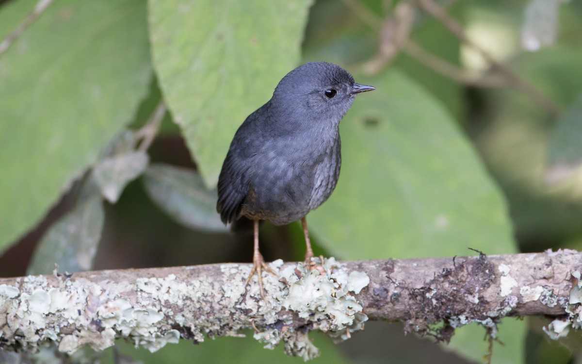 イワオタテドリ - ML161871211