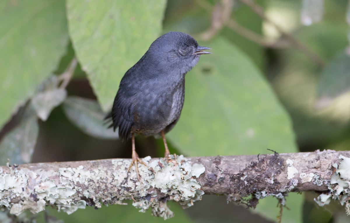 Rock Tapaculo - ML161871221