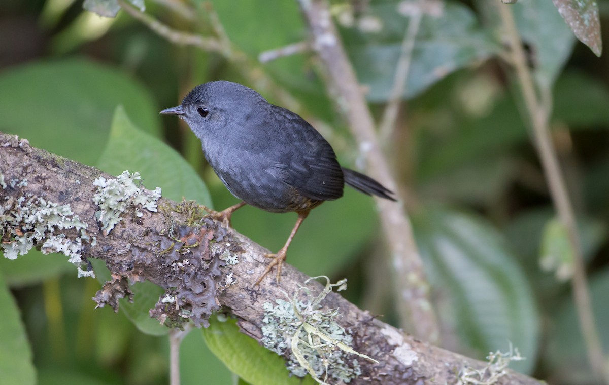 Rock Tapaculo - Antonio Girotto