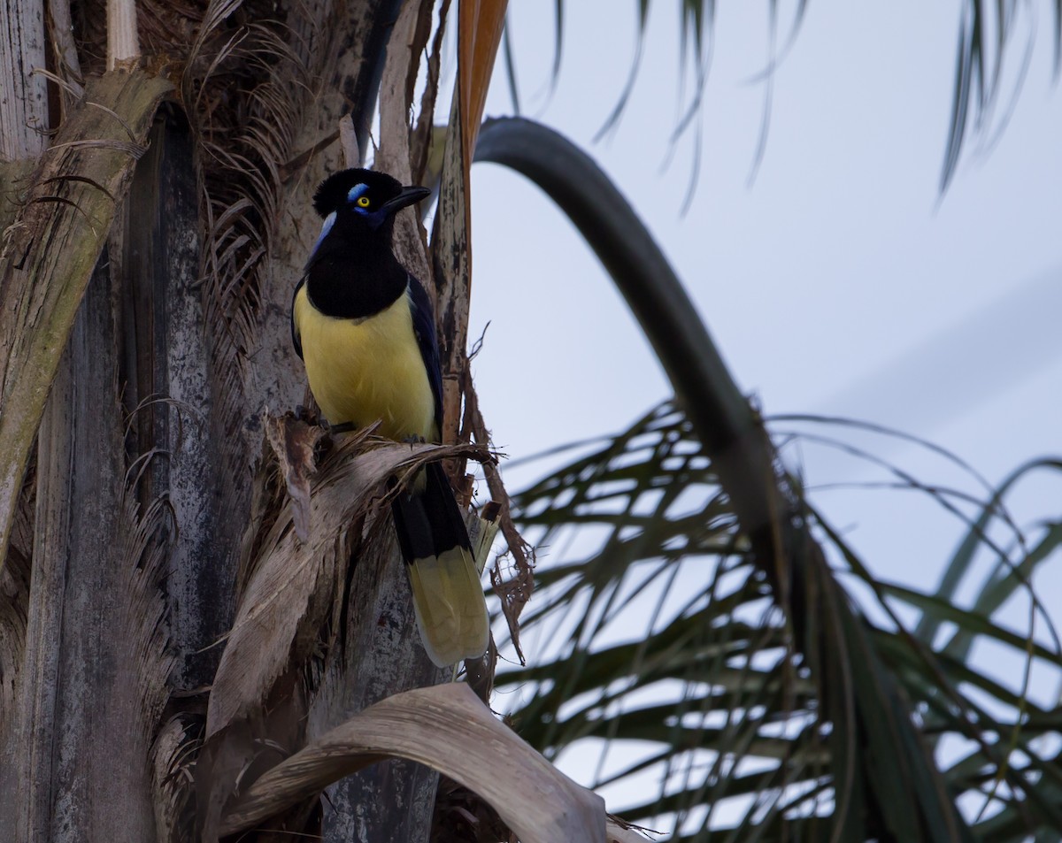 Plush-crested Jay - ML161871241