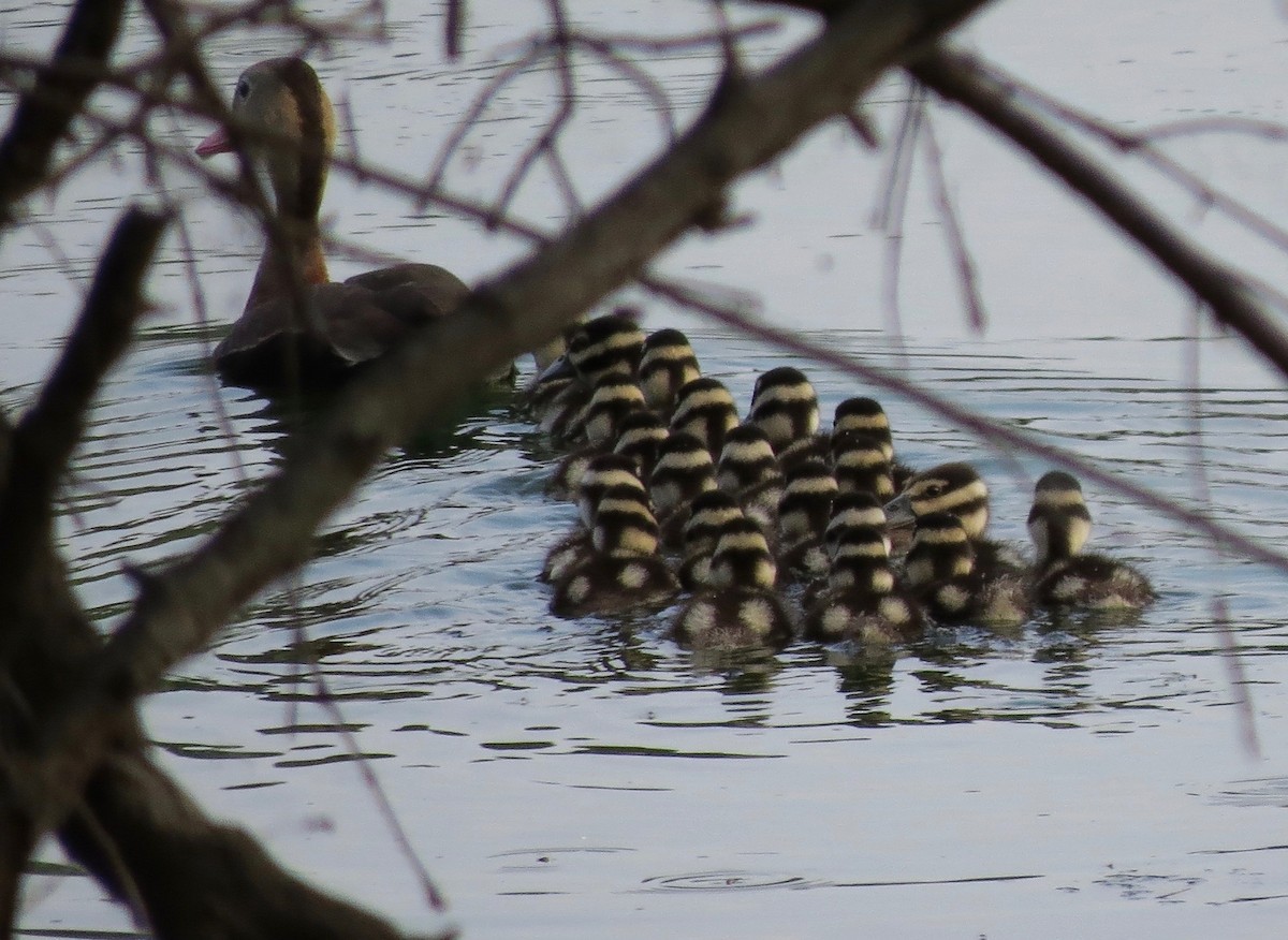 Black-bellied Whistling-Duck - Janet Davis