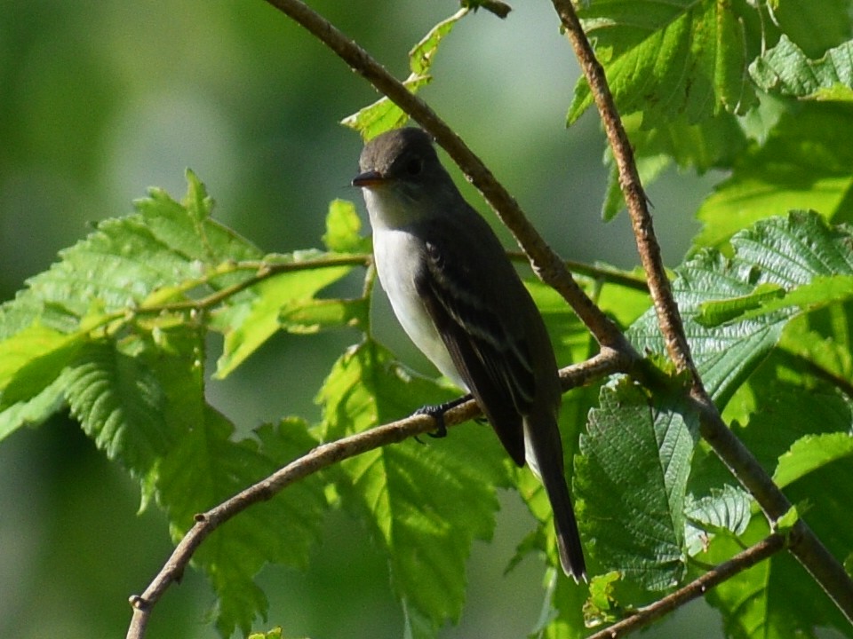 Willow Flycatcher - Patrick McGill