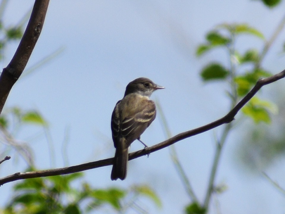 Weidenschnäppertyrann - ML161874021