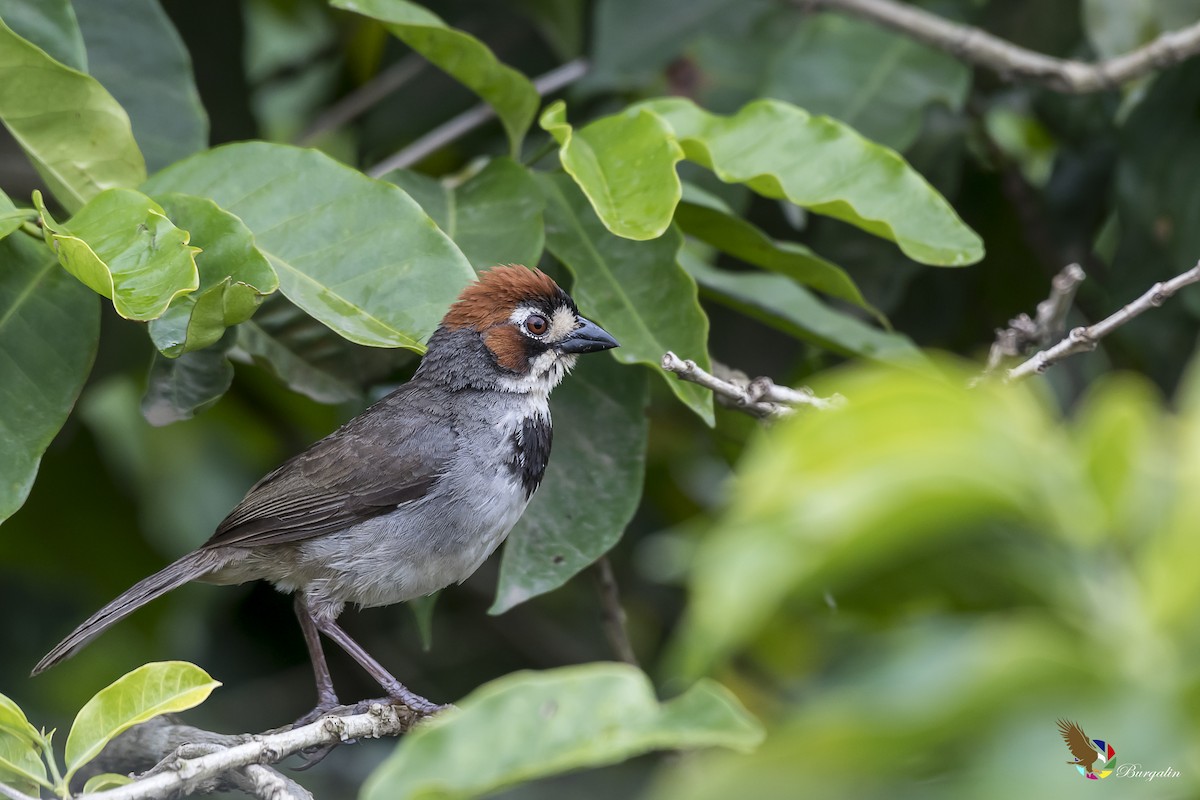 Cabanis's Ground-Sparrow - Fernando Burgalin Sequeria