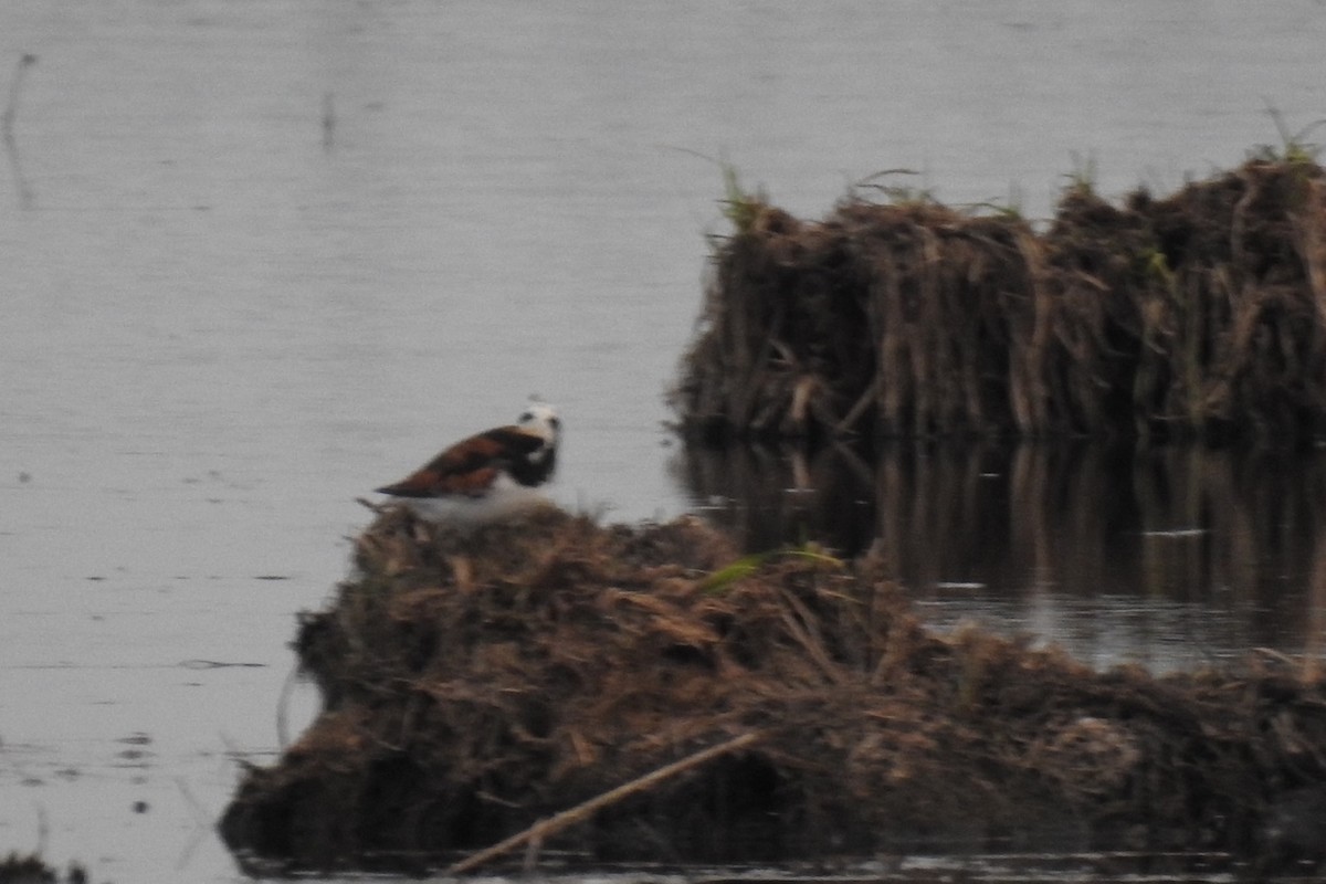 Ruddy Turnstone - ML161878211