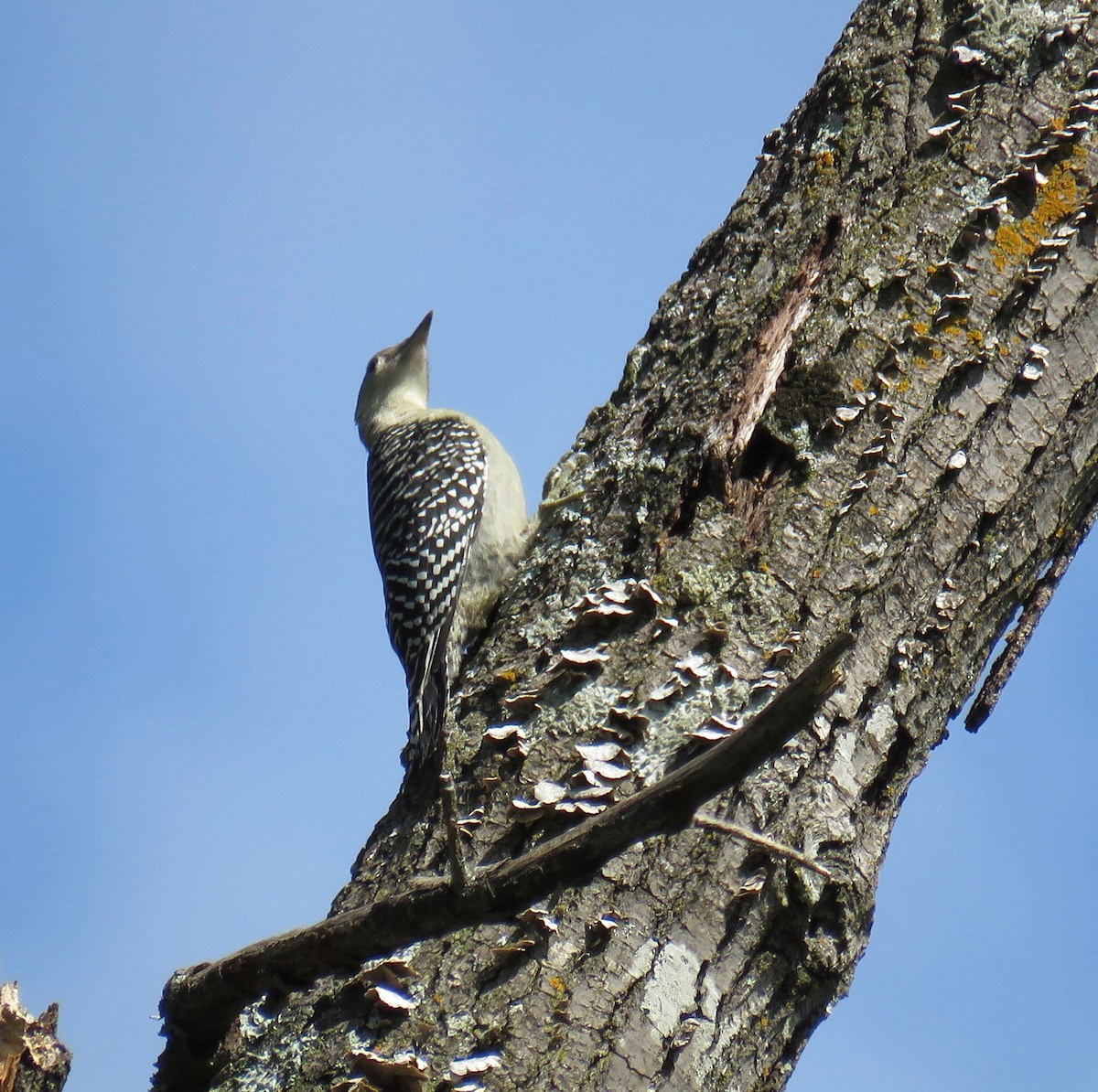 Red-bellied Woodpecker - ML161879941