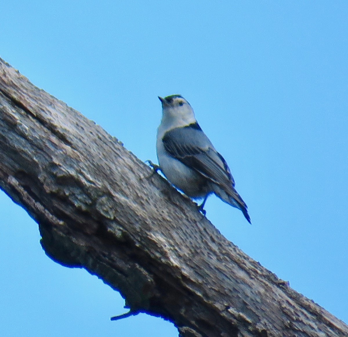 White-breasted Nuthatch - Ann Tanner