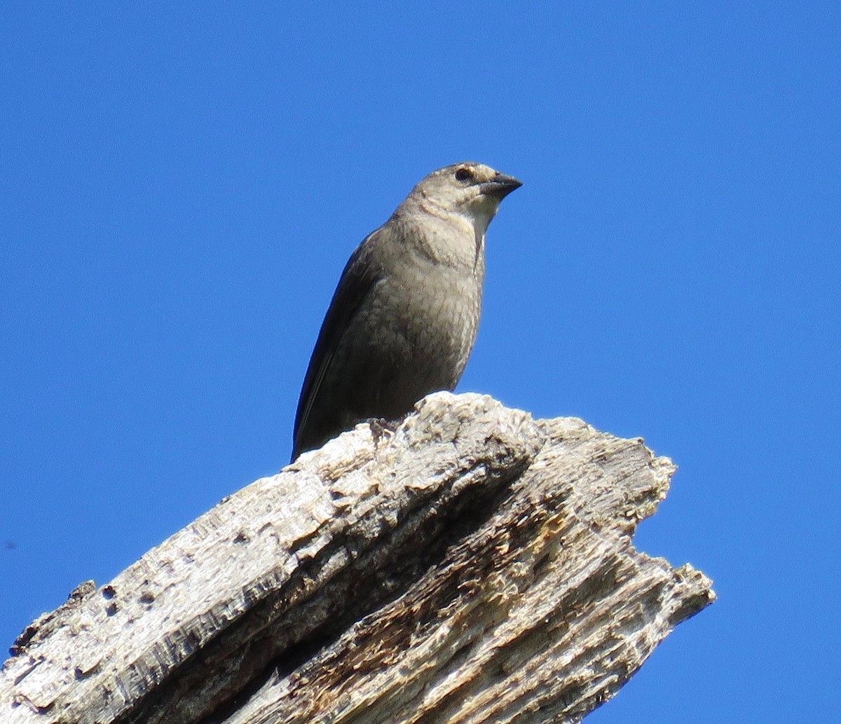 Brown-headed Cowbird - Ann Tanner