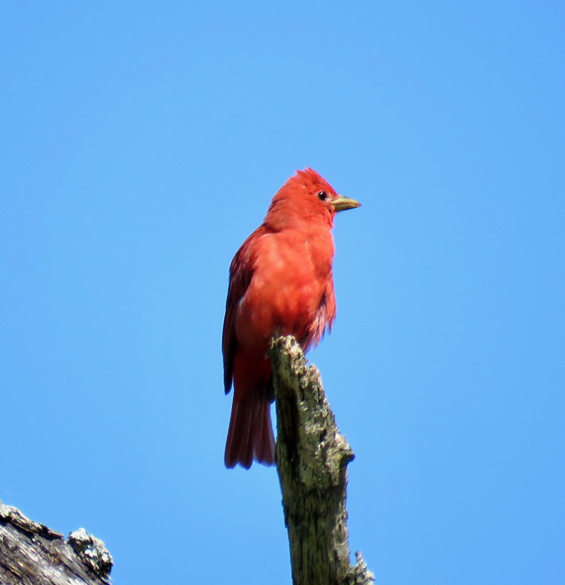 Summer Tanager - Ann Tanner