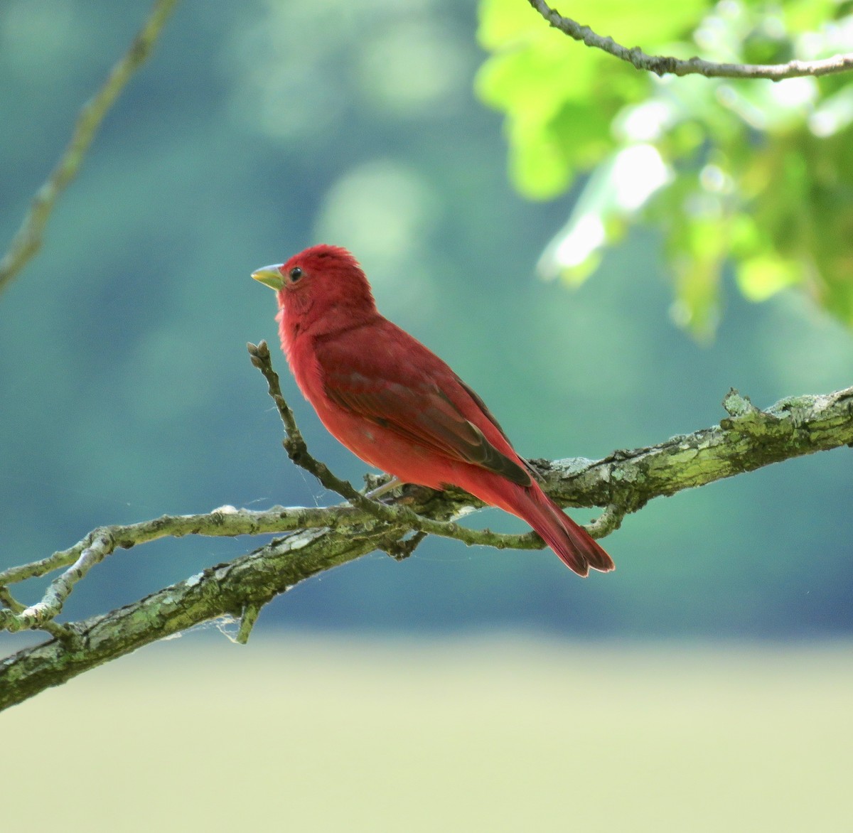 Summer Tanager - ML161880361