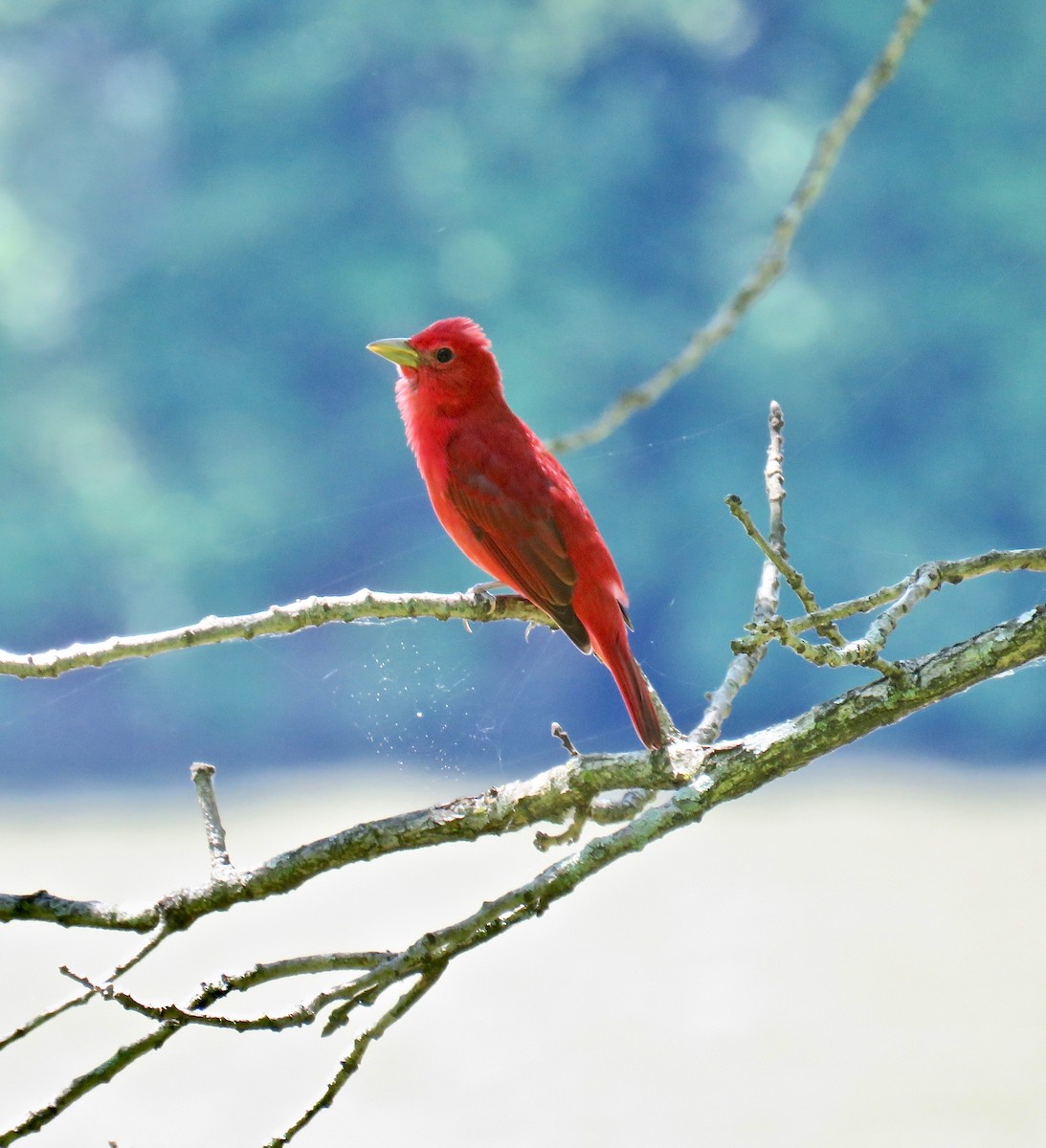 Summer Tanager - Ann Tanner