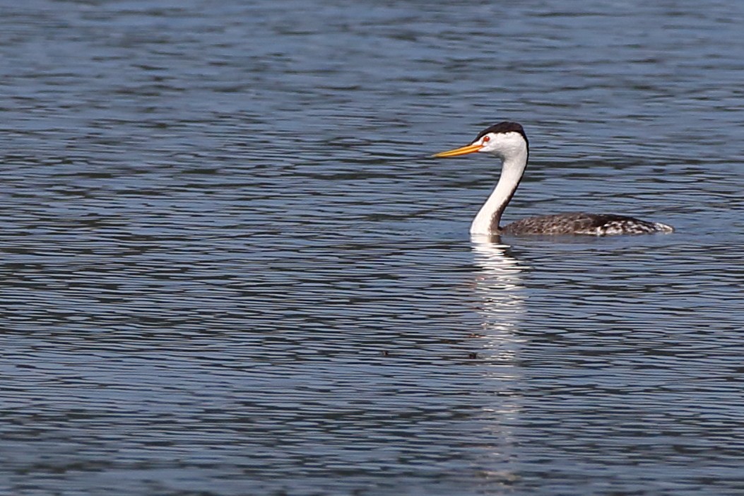 Clark's Grebe - ML161880661