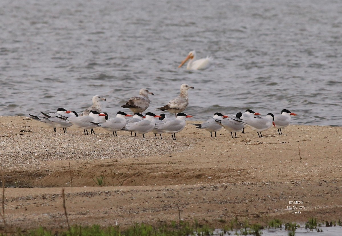 Caspian Tern - ML161880881