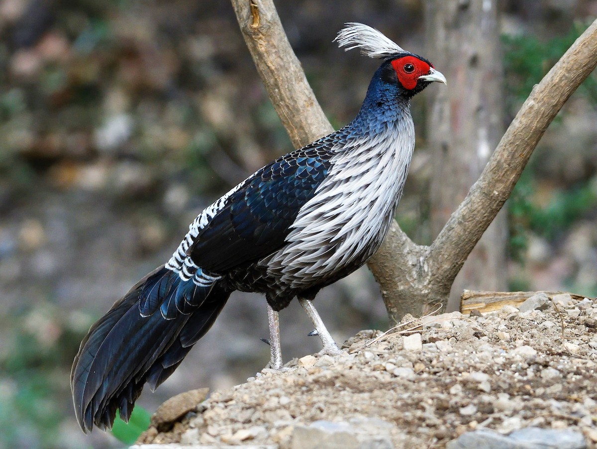 Kalij Pheasant - VIJAY S