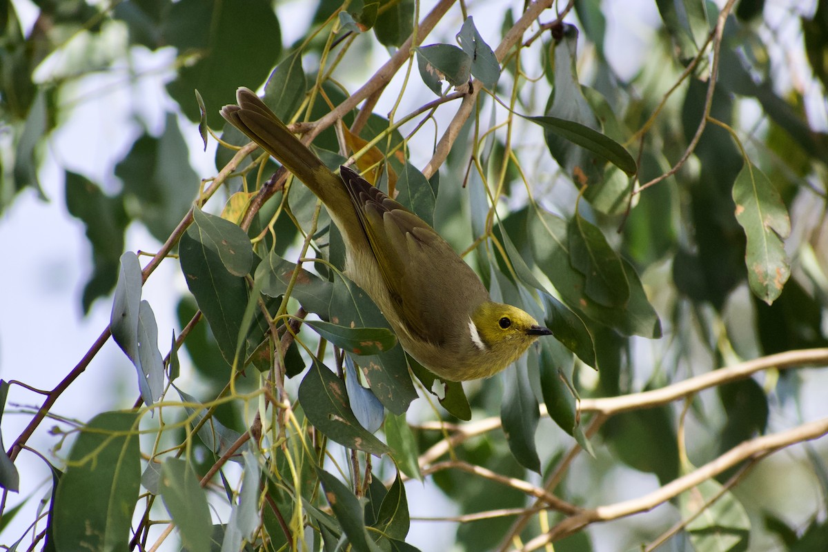 White-plumed Honeyeater - ML161883171