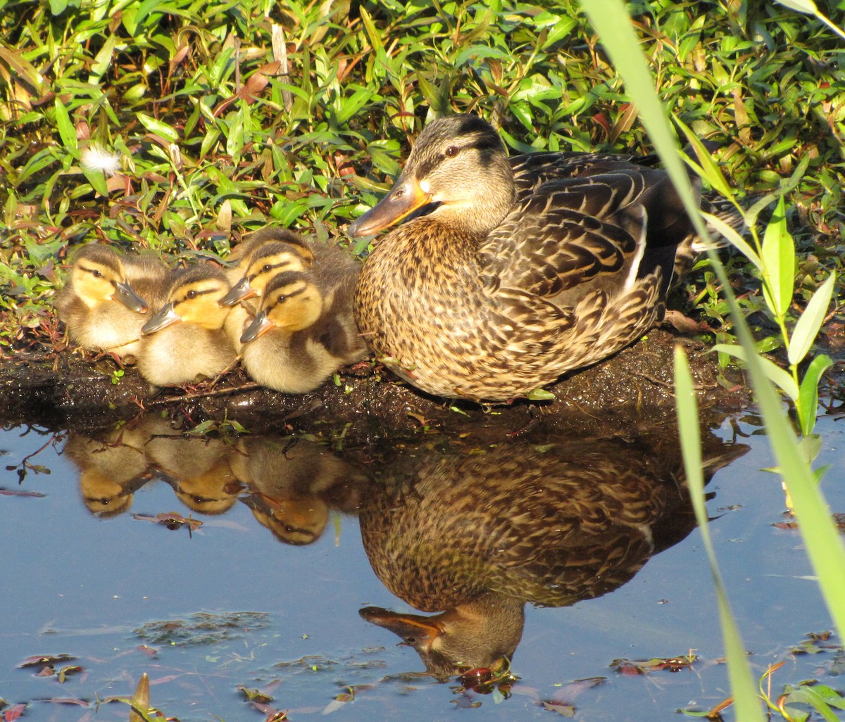 Mallard - Martha Keller