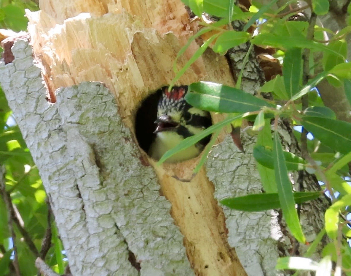 Nuttall's Woodpecker - ML161884801