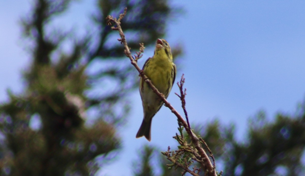 European Serin - ML161887671