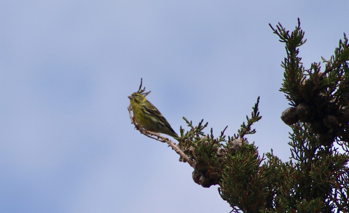 European Serin - ML161887691