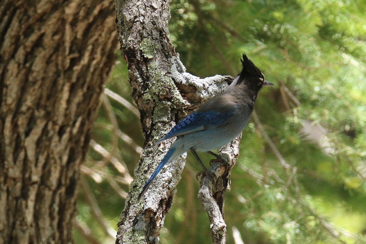 Steller's Jay - Andrew E and Rebecca A Steinmann